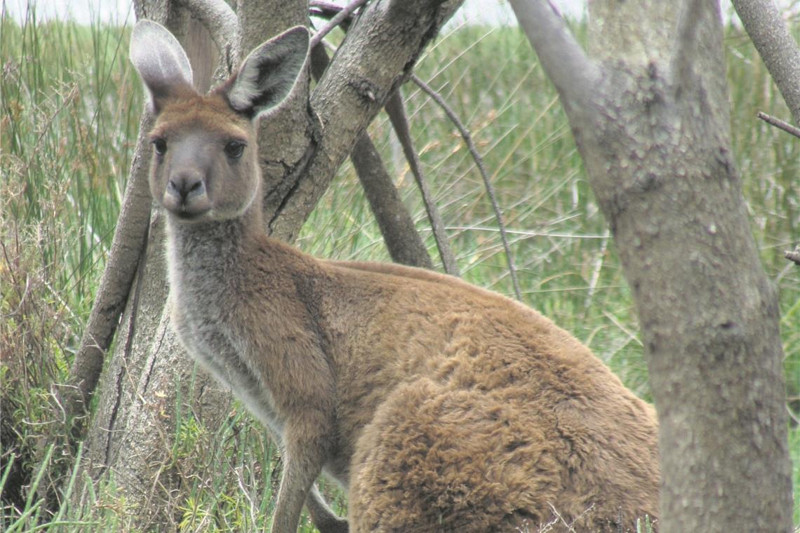 Fahndung nach Känguru erfolgreich Fahndung nach Känguru erfolgreich