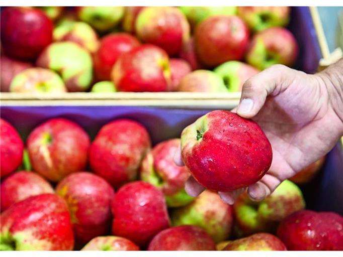 Obstbauern klagen über geringe Apfelpreise