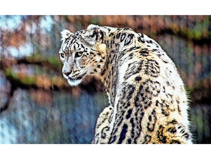 Wilhelma: Leoparden-Nachwuchs im Sommer?