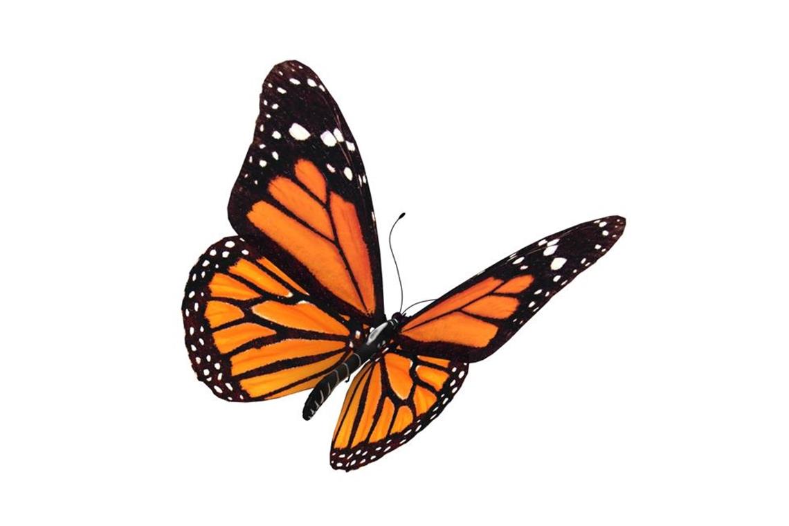 Schmetterlingeim Bauch