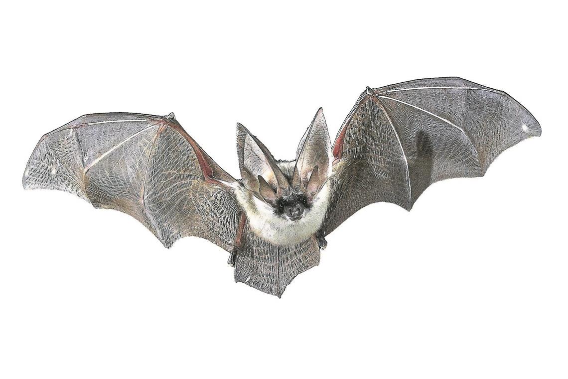 Langohr-Fledermaus stoppt Abbruch Langohr-Fledermaus stoppt Abbruch