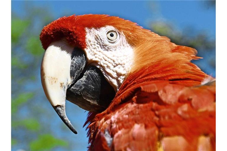 Pippi Langstrumpfs Papagei ist tot