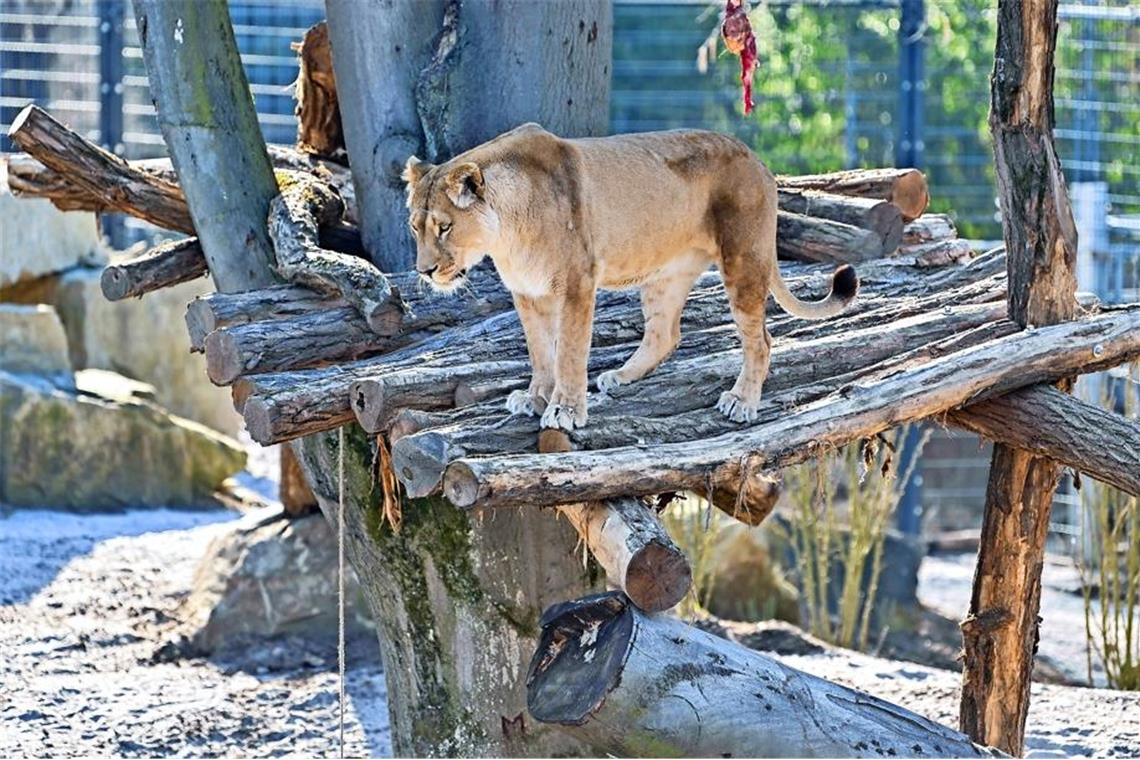 Mehr Platz für Heidelbergs Berberlöwen