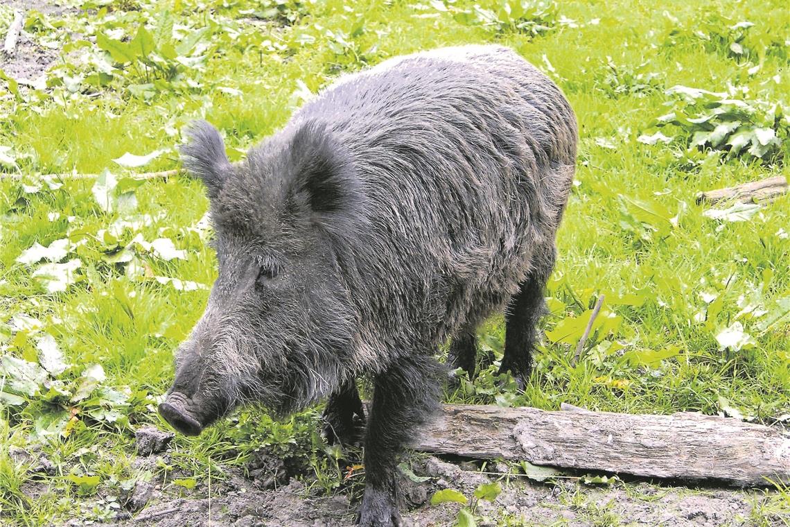 Erst Wildunfall, dann Auffahrunfall