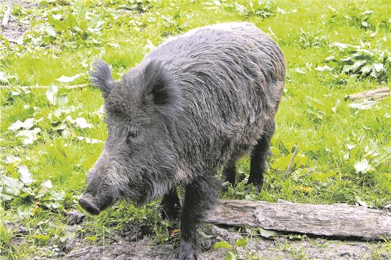 Erst Wildunfall, dann Auffahrunfall