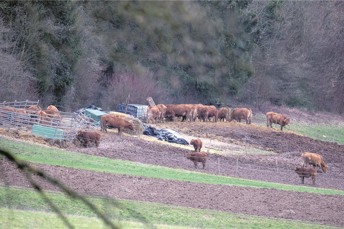 Totes Kalb in Kirchberg: Rätsel gelöst