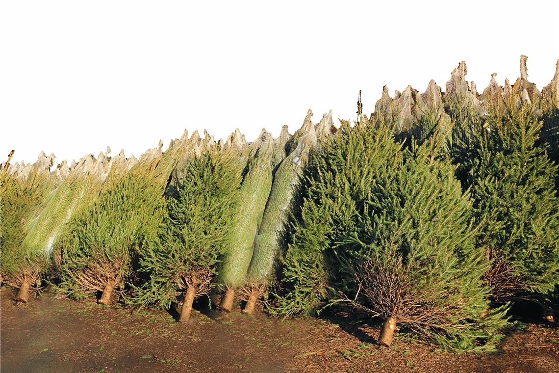 Weihnachtsbäume als Anschlagsziel Weihnachtsbäume als Anschlagsziel