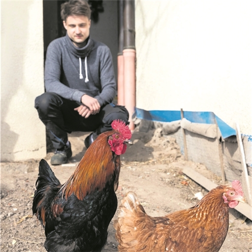 Fundtier Emil ist der Hahn im Korb