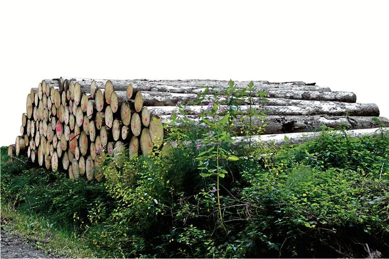 Sulzbach macht 125700 Euro Verlust mit dem Wald