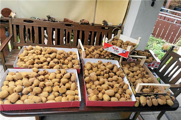 Rekord: 700 heimische Kiwis in Bruch geerntet