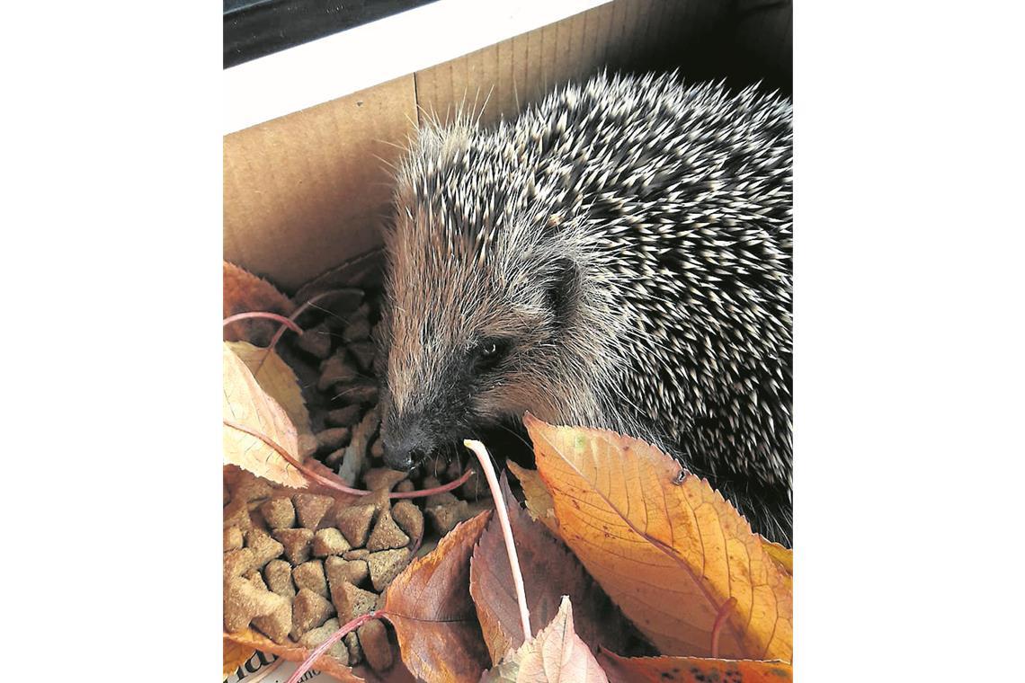 Tierrettung Unterland zieht sich aus Backnang zurück Tierrettung Unterland zieht sich aus Backnang zurück