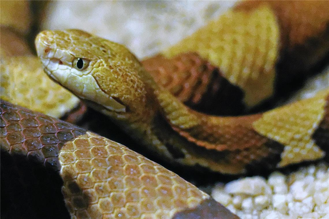 Giftige Schlange verletzt ihren Besitzer