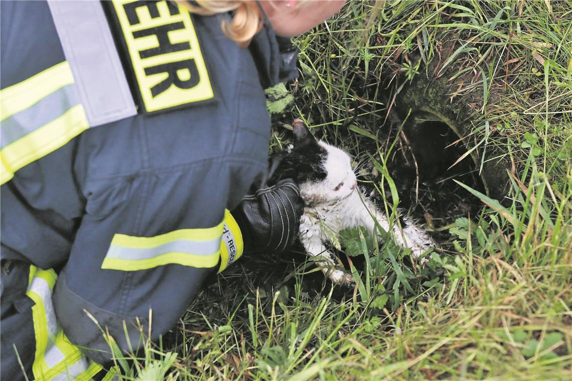 Katze steckt in Rohr fest