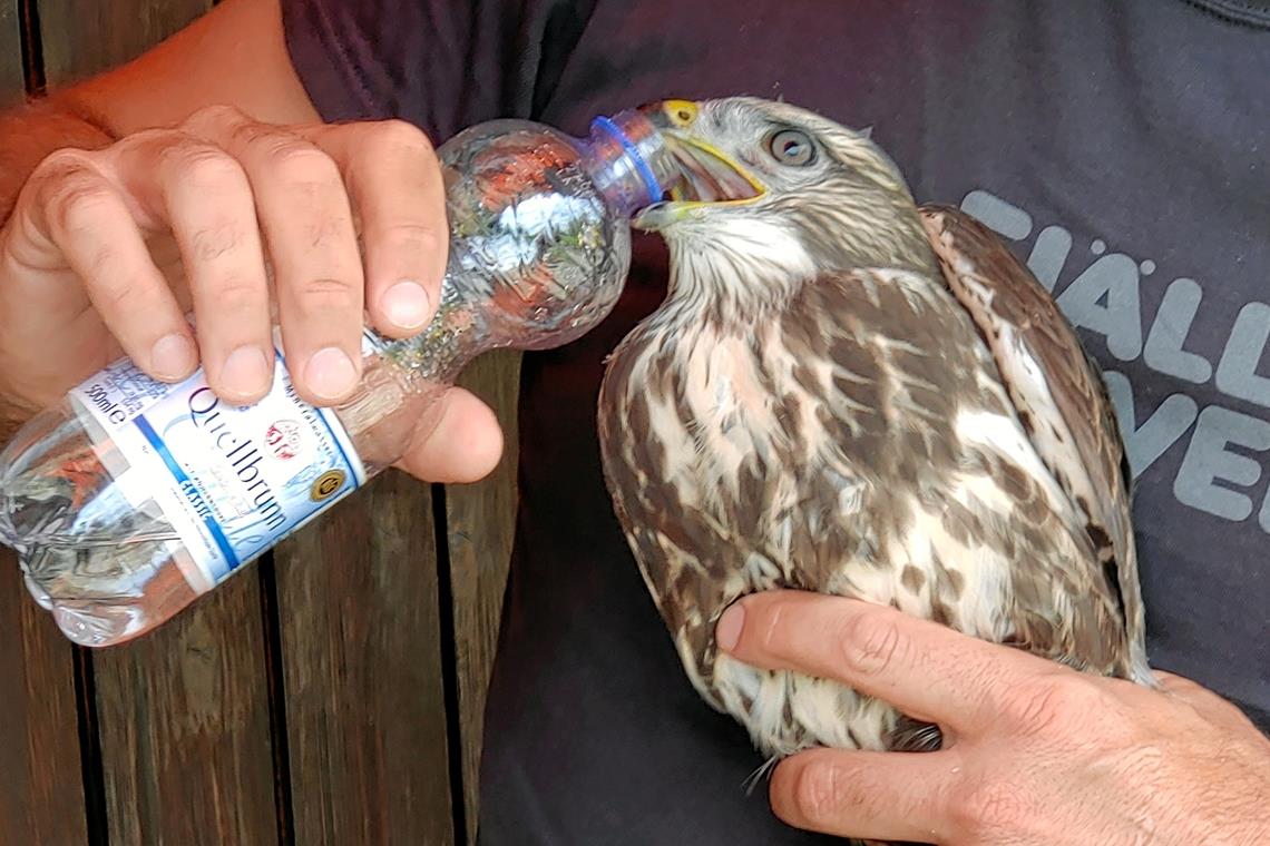 Bussard aus Netz gerettet