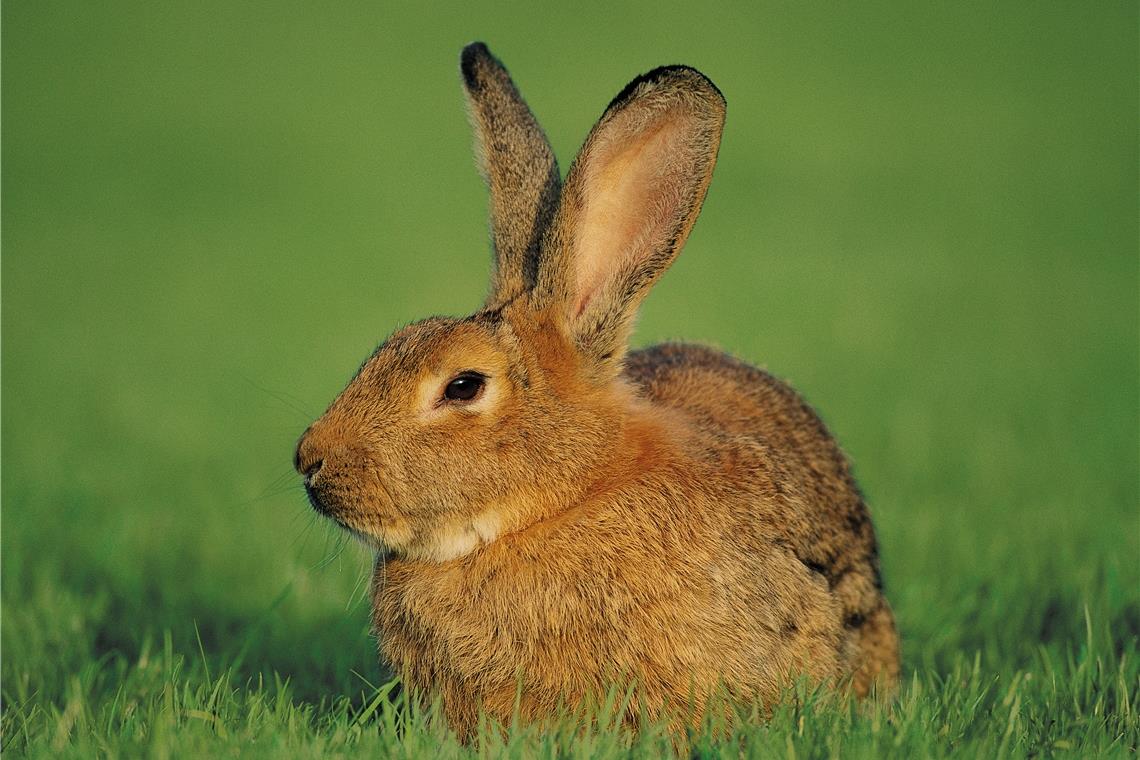 Hasenpest: Verendete Tiere bitte melden Hasenpest: Verendete Tiere bitte melden