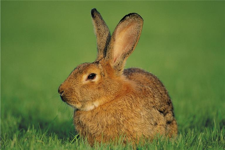 Hasenpest: Verendete Tiere bitte melden