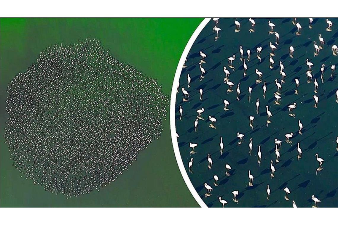 Abwasser-See wird zur Heimat für Flamingos Abwasser-See wird zur Heimat für Flamingos