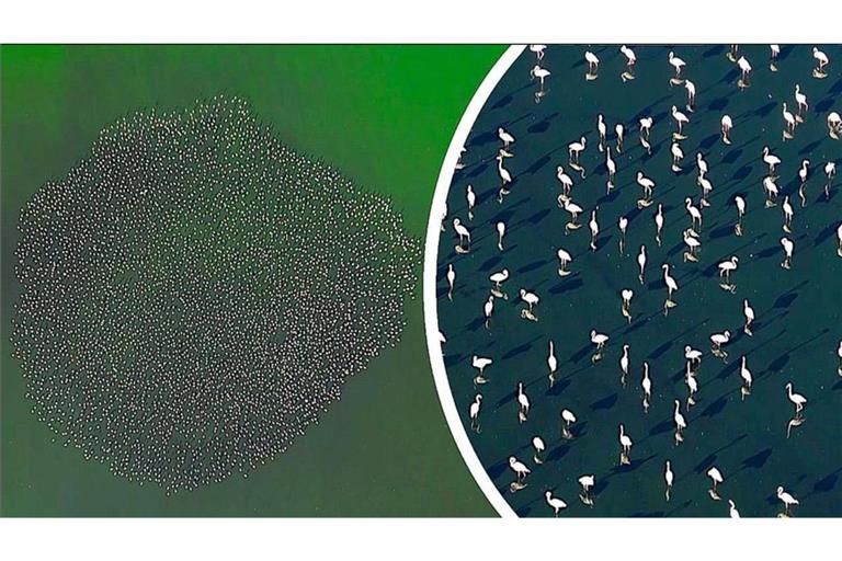Abwasser-See wird zur Heimat für Flamingos