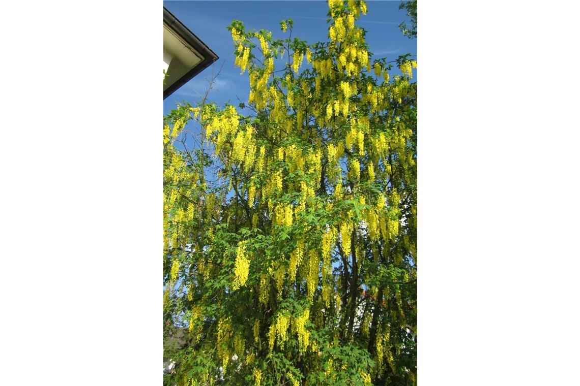 Gift im Garten: Bei diesen beliebten Pflanzen ist Vorsicht angesagt Gift im Garten: Bei diesen beliebten Pflanzen ist Vorsicht angesagt