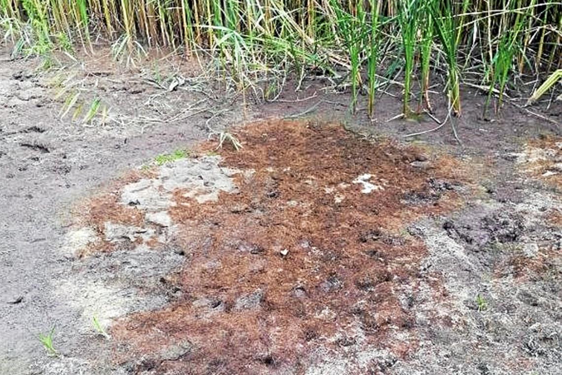 Rascher Handlungsbedarf im Biotop Rascher Handlungsbedarf im Biotop