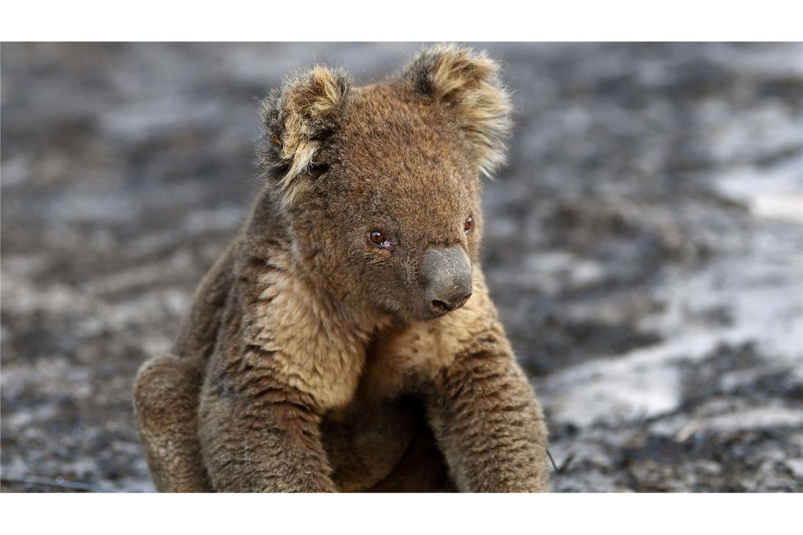 Bilder von Koalas mit angesengten Pfoten gingen um die Welt. (Archivbild)