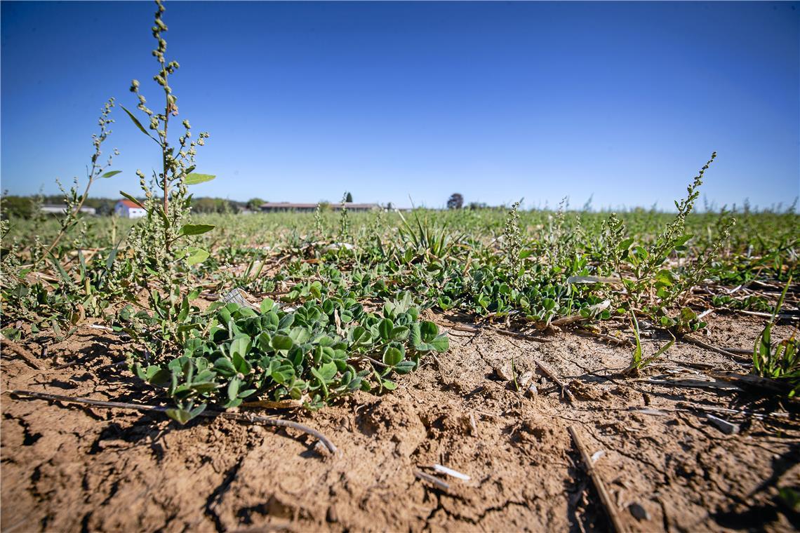 Die nächste Trockenheit kommt bestimmt Bilder wie diese, die vor einigen Jahren in Kirchberg-Obertorhöfe zu sehen waren, müssen die Landwirte und Obst- und Gemüsebauern in der Region Backnang laut den Experten in diesem Jahr nicht fürchten. Archivfoto: Alexander Becher