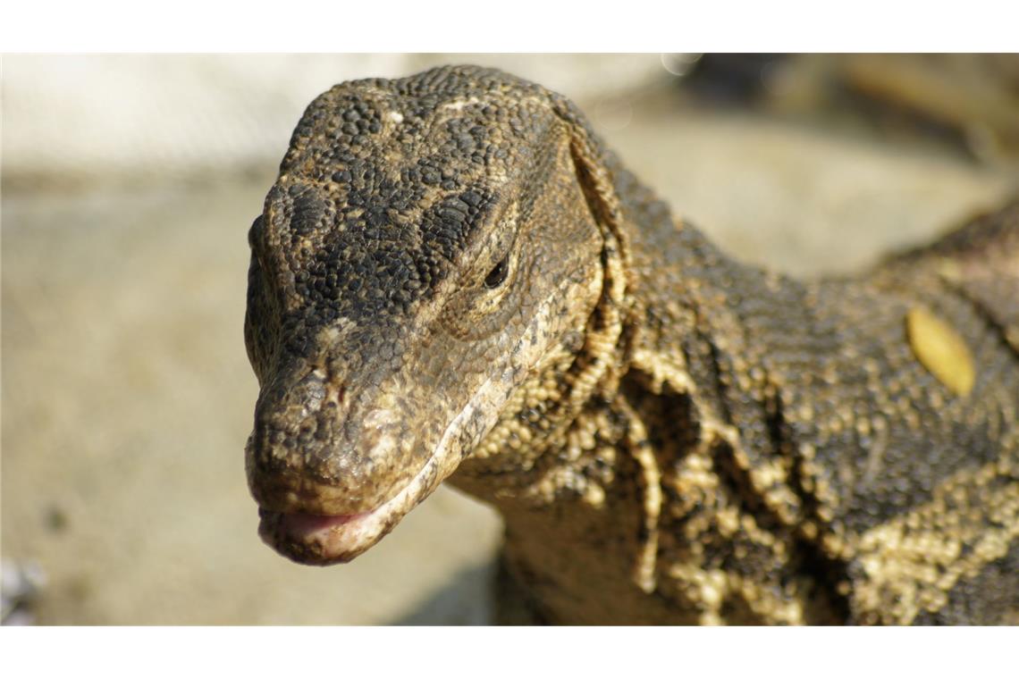 Bindenwarane bevölkern die Erde sei Millionen von Jahren.