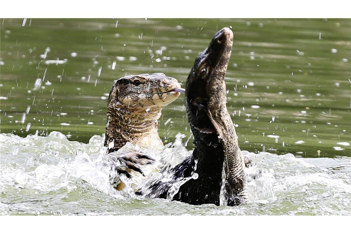 Bindenwarane halten sich besonders gern im Wasser auf. (Archivbild)