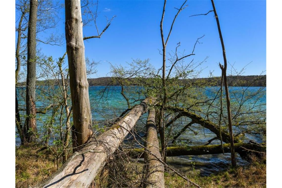 Verstöße im Naturschutz: EU verklagt Deutschland vor EuGH Biosphärenreservat Schorfheide-Chorin. Als eines von über 300 Biosphärenreservaten auf der Erde wurde das Biosphärenreservat Schorfheide-Chorin 1990 von der UNESCO anerkannt. Foto: Patrick Pleul/dpa-Zentralbild/ZB
