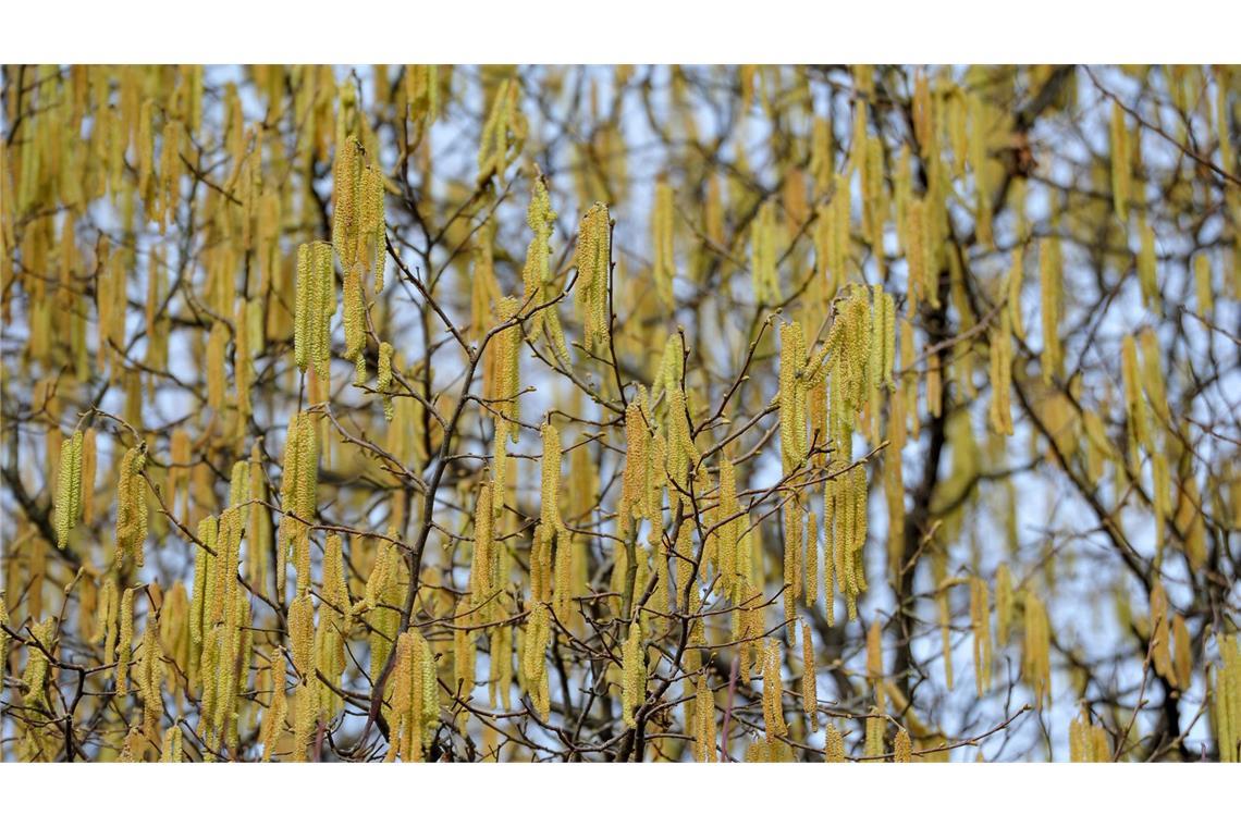 Nase voll vom Frühling – welche Pollen Allergiker schon plagen Birkenpollen sind derzeit unterwegs – und können Allergiker plagen.