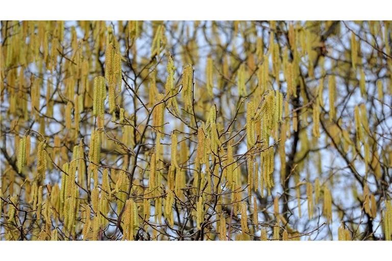 Birkenpollen sind derzeit unterwegs – und können Allergiker plagen.