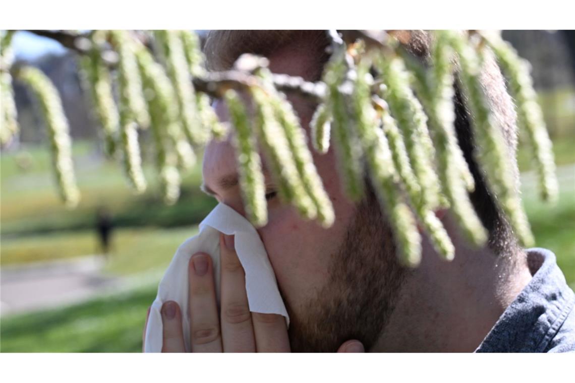 Birkenpollen sind nun auf dem Saisonhöhepunkt. (Symbolbild)