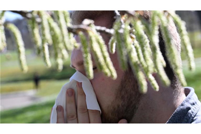 Birkenpollen sind nun auf dem Saisonhöhepunkt. (Symbolbild)