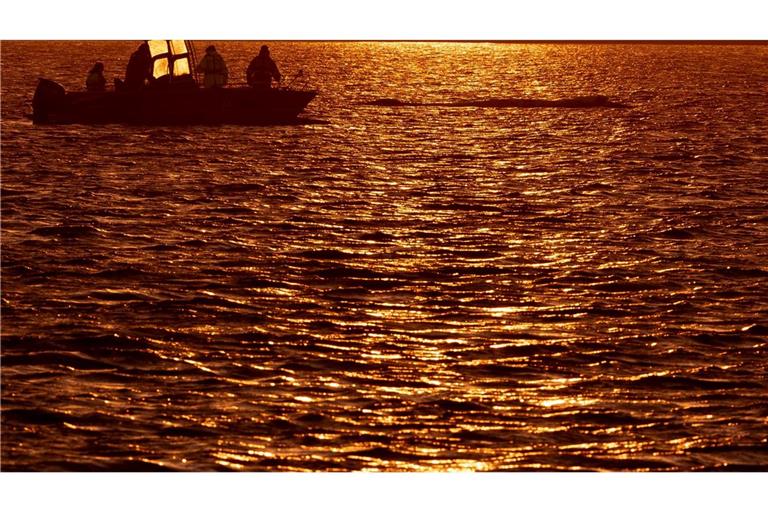 Bis in die Abendstunden arbeiteten die Helfer am Wal.