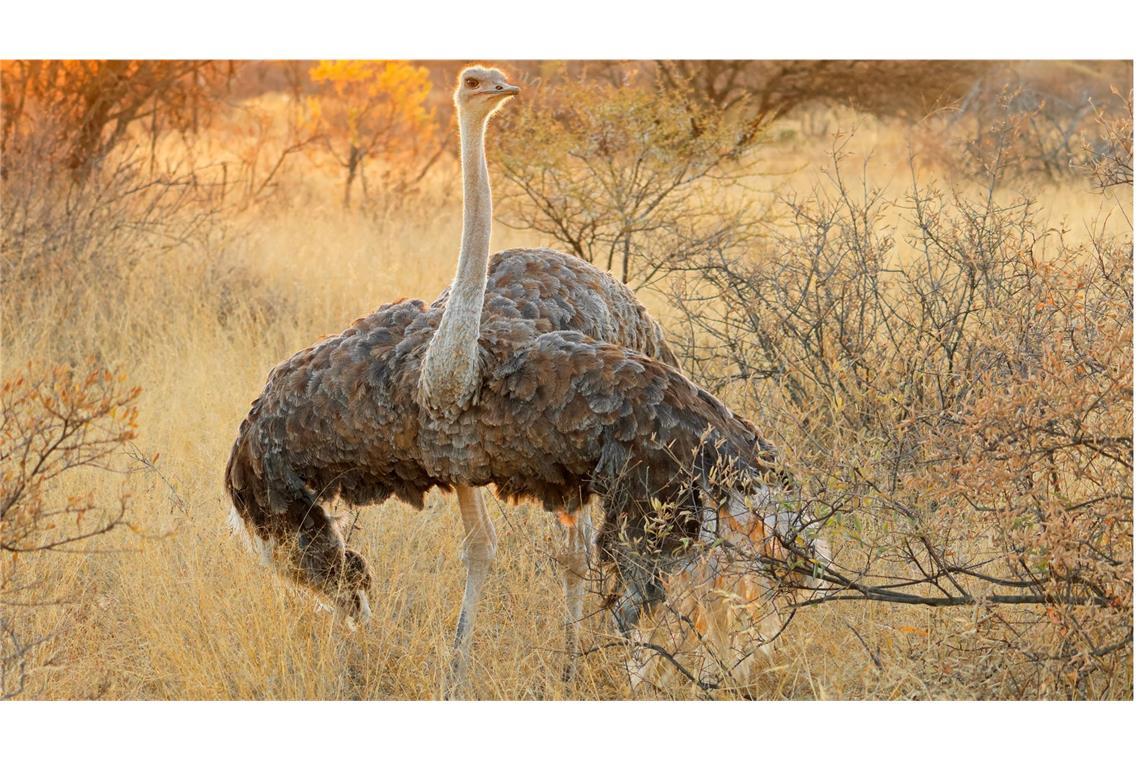 Vorfahren von Strauß und Emu konnten noch fliegen Bis vor 65 Millionen Jahren konnten die Vorfahren der Strauße noch fliegen.