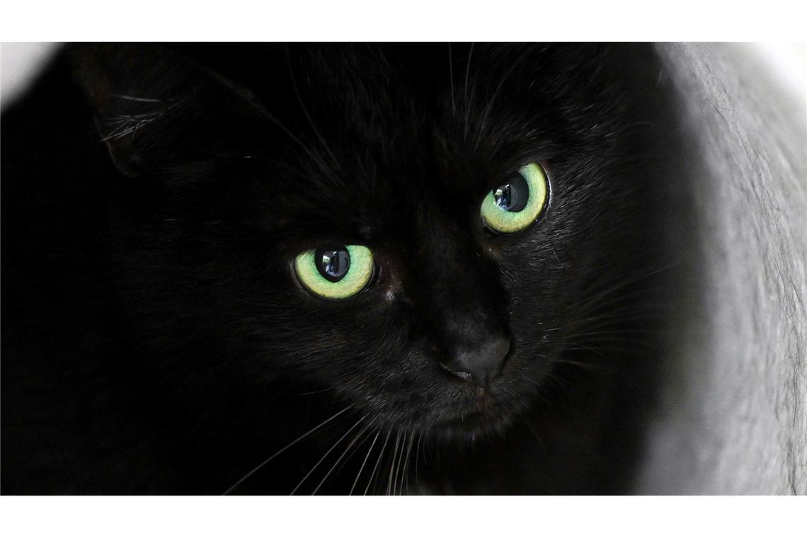 Stadt verbietet rund um Halloween Adoption schwarzer Katzen Bis zum 1. November dürfen im städtischen Tierheim der katalanischen Gemeinde keine schwarzen Katzen vermittelt werden. (Symbolbild)