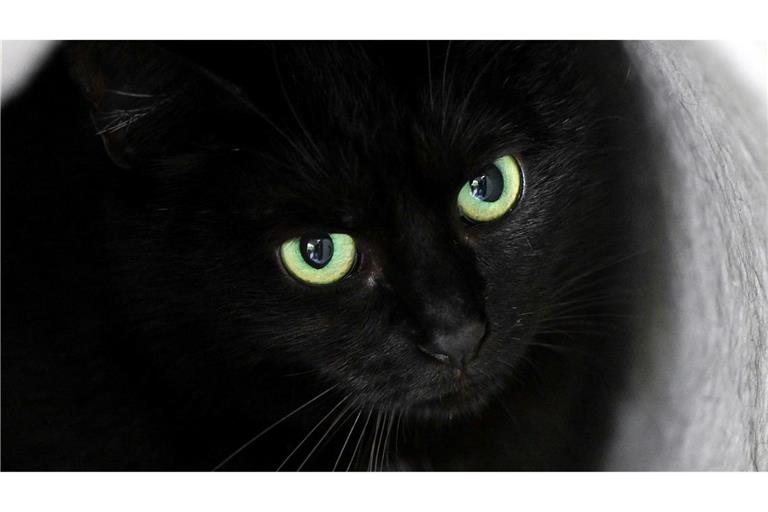 Bis zum 1. November dürfen im städtischen Tierheim der katalanischen Gemeinde keine schwarzen Katzen vermittelt werden. (Symbolbild)