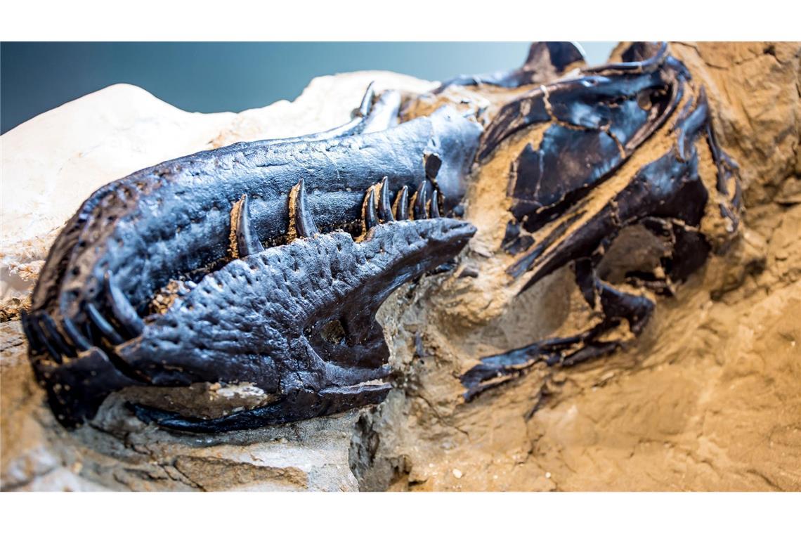 Rätsel um Tyrannosaurus rex gelöst Bisher galten Fossilien von Nanotyrannus lancensis vielen Wissenschaftlern als eine jugendliche Form des T-Rex.