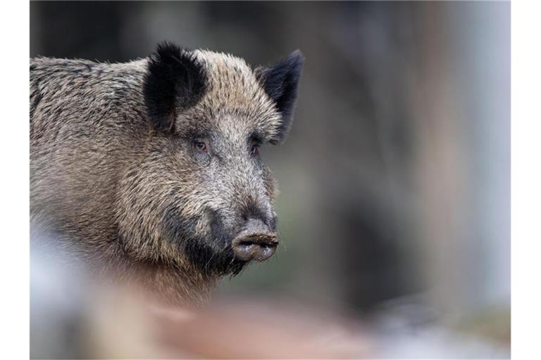 Bisher ist in Deutschland kein Fall der Afrikanischen Schweinepest bekannt. Foto: Lino Mirgeler/dpa