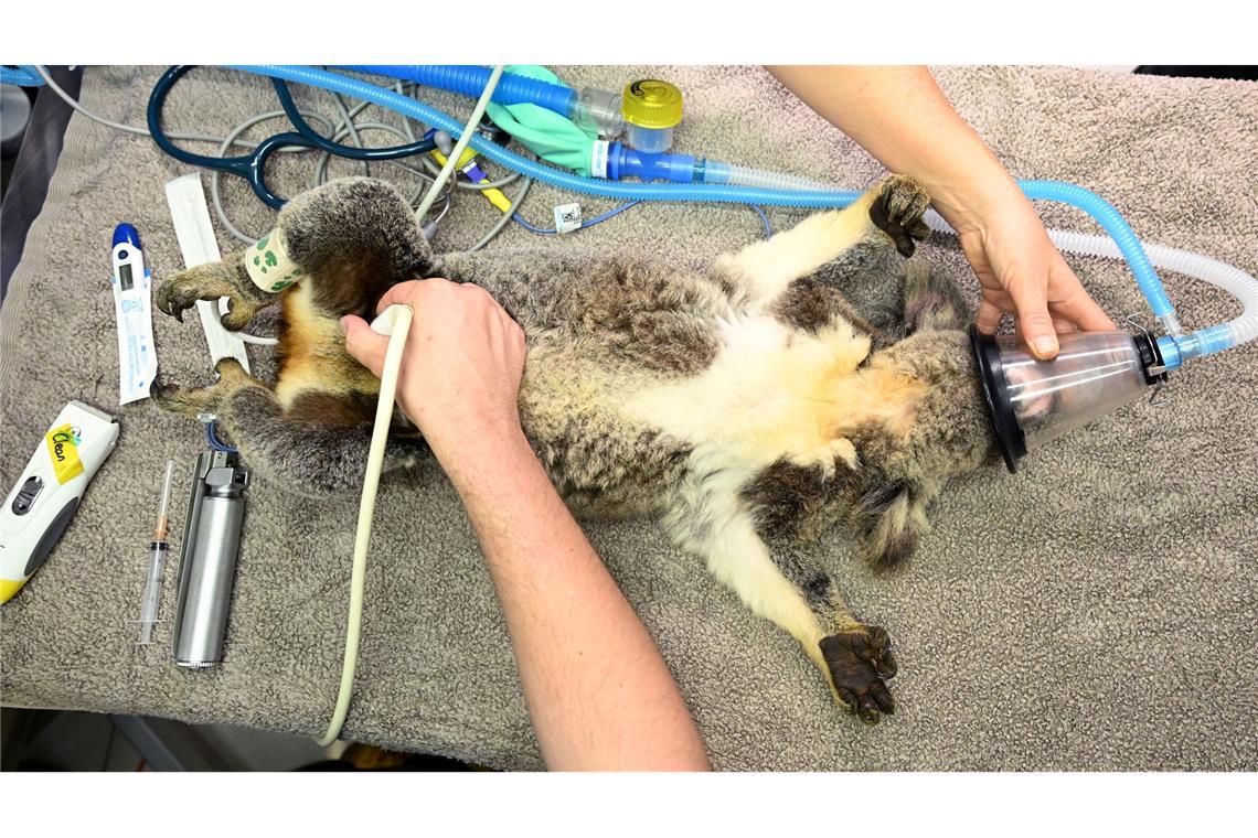 Australien lässt Impfstoff gegen tödliche Koala-Krankheit zu Bisher konnten Tierärzte den ikonischen Beuteltieren oft nicht helfen - der Impfstoff soll das ändern.
