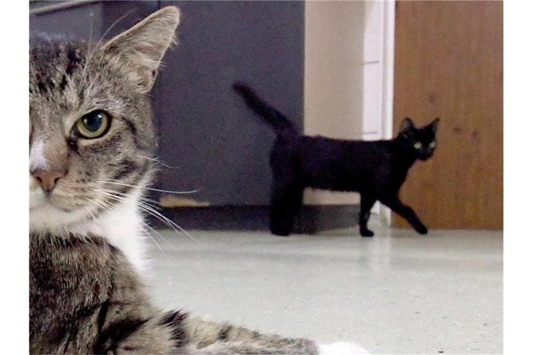 Bisher sind vor allem Fälle von Katzen bekannt, die sich mit Corona infiziert haben. Foto: Carsten Rehder/dpa