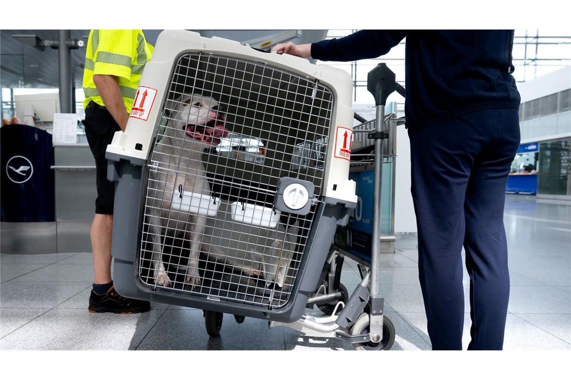 Bislang müssen größere Hunde in Transportboxen. (Symbolbild)