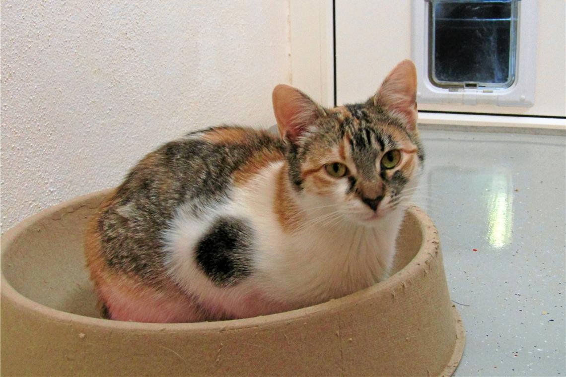 Neuankömmlinge im Tierheim Blanda.