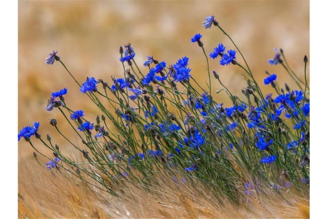 Blaue Kornblumen blühen auf einem Feld auf der Ostseeinsel Usedom in einem Getreideacker. Foto: Jens Büttner/dpa-Zentralbild/dpa