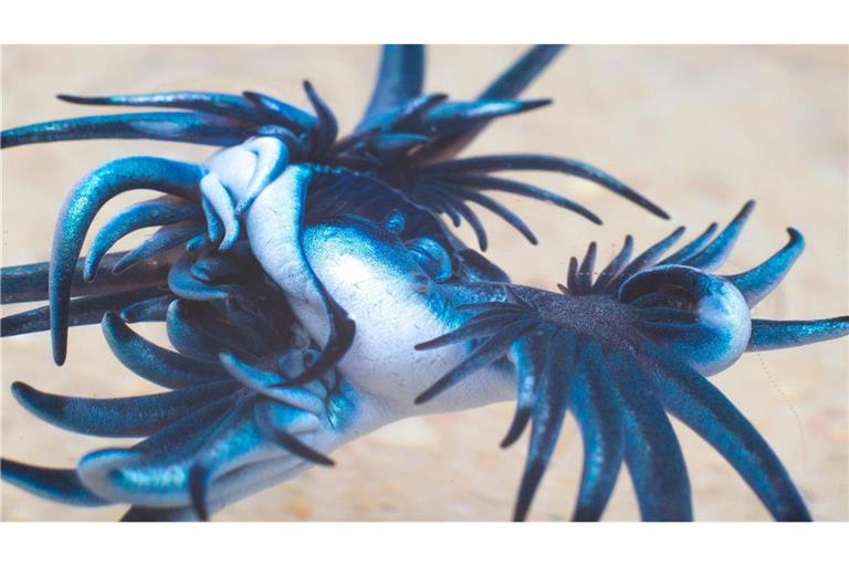 Blauer Drache: Solche blau gefärbten Ozeanschnecken sind an der spanischen Costa Blanca gesichtet worden.