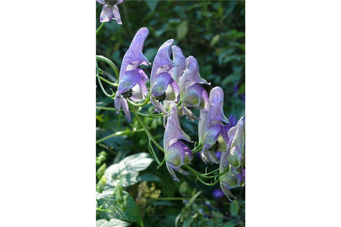 Gift im Garten: Bei diesen beliebten Pflanzen ist Vorsicht angesagt Blauer Eisenhut (Aconitum): Er zählt zu den giftigsten Pflanzen Europas. Berührungen können Ausschläge hervorrufen, der Verzehr führt zu Herzversagen und Atemstillstand. Gegen Eisenhutvergiftungen sind keine spezifischen Gegenmittel bekannt. Alle Teile dieser Pflanze enthalten das giftige Aconitin. Für einen Erwachsenen sind schon zwei bis sechs Milligramm reines Aconitin tödlich. Das Problem: Die Knolle des Eisenhuts lässt sich mit Sellerie- oder Meerrettichwurzeln verwechseln. Die Blätter gleichen ungeschulten Augen außerdem denen von Petersilie. Schon beim Pflücken der Blüten können sich Symptome zeigen.