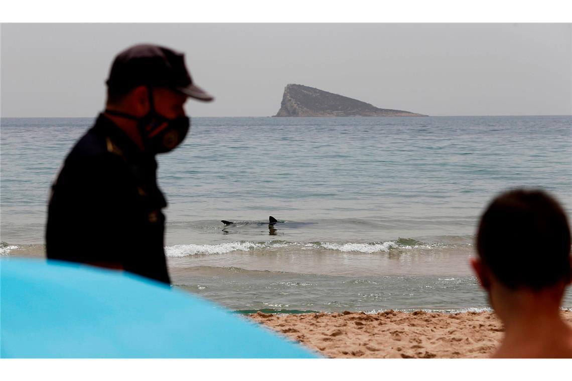 Was steckt hinter dem Badeverbot am Ballermann? Blauhai am Strand von Benidorm an der spanischen Ostküste an der berühmten Costa Blanca (Archivbild).