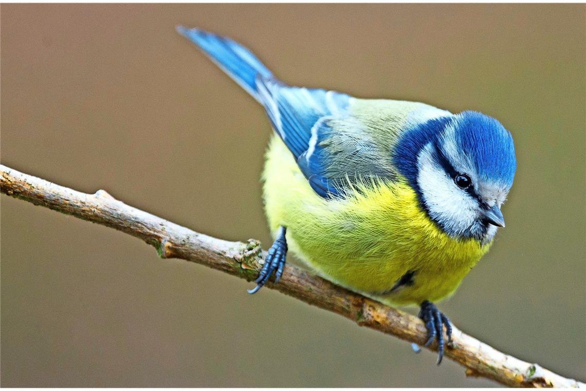 Blaumeise (Cyanistes caeruleus).