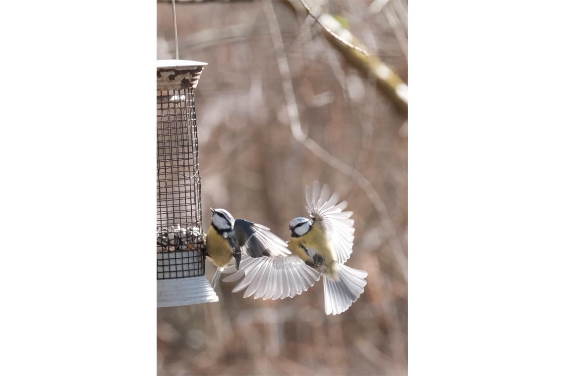 Blaumeisen am Vogelfutter