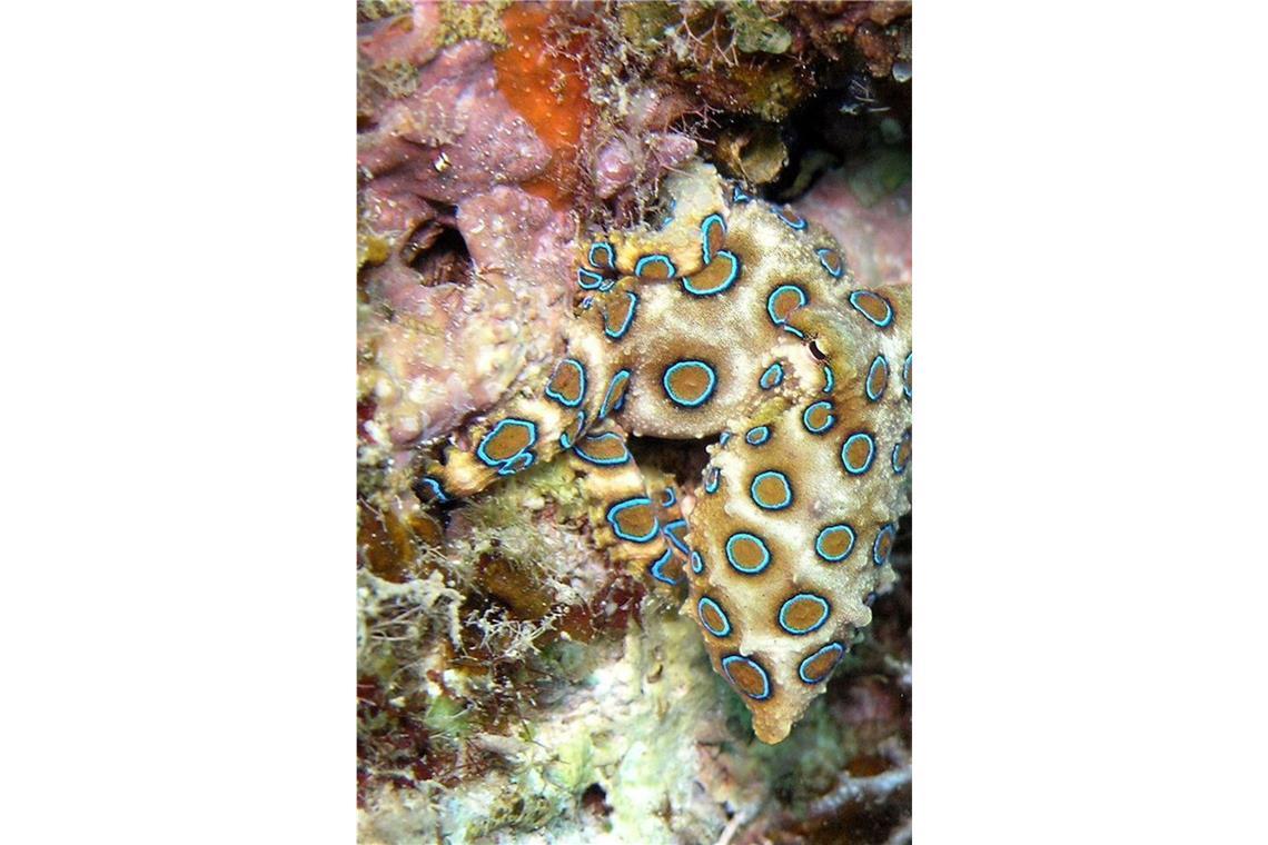 Blauringkrake oder blaugeringelter Octopus (Hapalochlaena): Bei Bedrohung treten am Körper der Kraken leuchtend blaue Ringe hervor;. Ein Biss führt zu sofortiger Atemlähmung und Tod durch Ersticken. Ein wirksames Gegengift ist nicht bekannt. Beatmung bis das Gift aufhört zu wirken, scheint die einzige Chance zu sein mit dem Leben davon zu kommen.